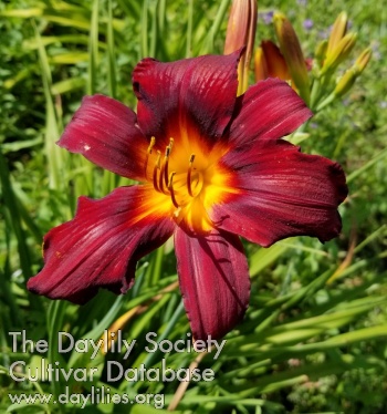 Daylily Fire and Ice